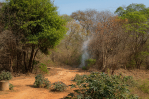 Cena ilustrada por IA de estrada de terra e vegetação seca com fumaça ao fundo, em área de mata no norte de Minas Gerais.