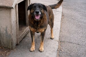 Cão comunitário conhecido como Orelha ao lado de sua casinha em Florianópolis, em imagem otimizada por inteligência artificial para fins ilustrativos.