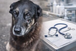 Rosto do cão Orelha ao lado de mesa de atendimento veterinário em composição visual ilustrativa.