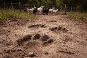 Imagem gerada por inteligência artificial mostra pegadas incomuns em terra argilosa em área rural, com rebanho de cabras ao fundo, usada para contextualizar notícia.